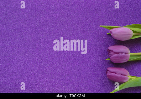 Tulipes violet et rose sur pink glitter background with copy space Banque D'Images