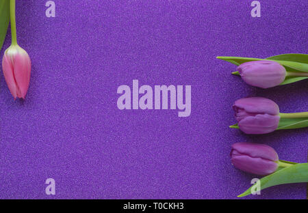 Tulipes violet et rose sur pink glitter background with copy space Banque D'Images