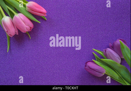 Tulipes violet et rose sur pink glitter background with copy space Banque D'Images