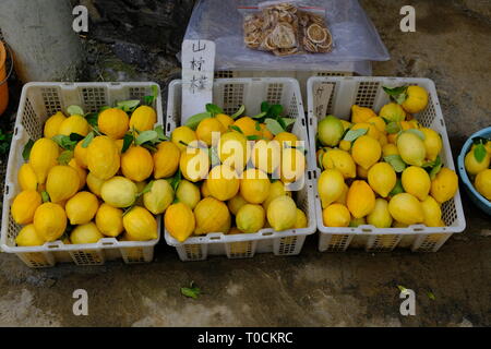 Citron sauvage cultivé dans le village de Guangdong Banque D'Images