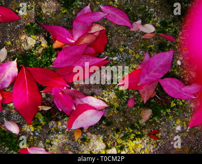 Tombée des feuilles d'automne sur une pierre Banque D'Images