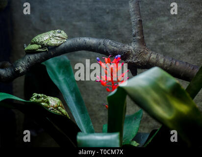 Mate les grenouilles dans l'eau après la pluie, l'herbe à fleurs, fond vert nature, Vert feuilles couvertes de rosée, feuille verte nature walppaper rosée arbre branche m Banque D'Images