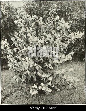 Dreer's garden book 1929 (1929) du livre jardin Dreer 1929 dreersgardenbook1929henr Année : 1929 Hydrangea paniculata Gr.ndiflora {Halesia Tetraptera Bdl Argent ou Snowdrop arbre). L'un des plus souhaitable de grands arbustes, avec la jolie forme de cloche snowdrop- comme tlowers blanc en mai. 1,00 $ chacun. L'Hydrangea arborescens grandiflora Hortensia boule de {magnilicent)- Cette arbuste américain parfaitement hardy a snow white blossoms de plus grande taille ; il s'agit dans la fleur juste après le décès de tous les arbustes en fleurs-début du printemps, la Floraison du début de juin jusqu'à la fin de juillet, ce qui le rend précieux dans tout jardin. Banque D'Images