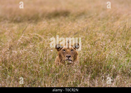 Jeune lion dans l'herbe épaisse. Le Masai Mara, Kenya Banque D'Images