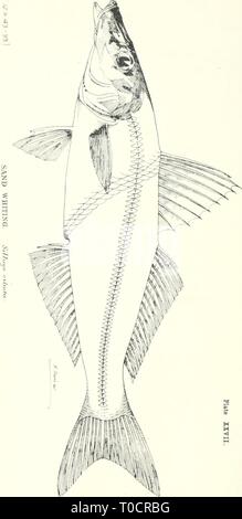Poissons et crustacés comestibles des poissons et crustacés comestibles de la Nouvelle Galles du Sud Année ogiluoft ediblefishescrus00 : 1893 Banque D'Images