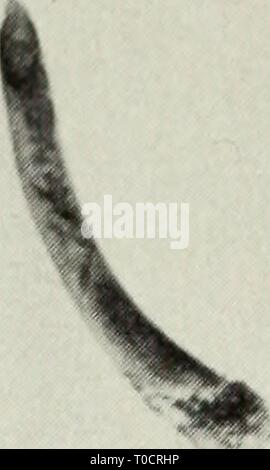 Champignons vénéneux et comestibles de champignons vénéneux et comestibles du Canada ediblepoisonousm00grov Année : 1979 Banque D'Images