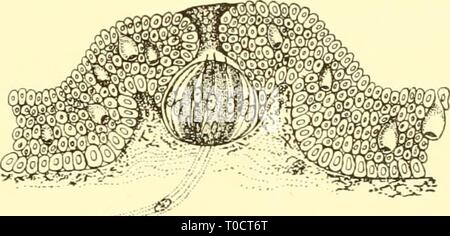 Les elasmobranches (1934) Les elasmobranches elasmobranchfish03dani Année : 1934 Fig. 249. Eeceptor et cellules cellules glandulaires dans une ampoule de Lorenzini. (À partir de Dotterweich.) af., ; nerveuses afférentes. ef nerveuse efférente, &Lt ; ; ;., cellules glandulaires ; s., cellule sensorielle. Fig. 250. Pit orgue, Haia l)l'ATIS. (D'Ewart et Mitchell.) La première nageoire dorsale. D'autres se produisent le long de l'hyomandilndar et le foramen infraorbital canaux dans la tête. Ewart et Mitchell (1891) ont donné une section à travers une fosse de la Ray (fig. 250) qui montre qu'il est semblable à une papilles. Le col étroit mène à un groupe de sens, cel Banque D'Images