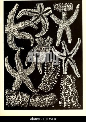 Les échinodermes asteroidea (1920) échinodermes asteroidea echinodermataast00khle Année : 1920 l'EXPÉDITION ANTARCTIQUE AUSTRALASIENNE. Série C. VOL. VIII. 13 de la plaque. Banque D'Images
