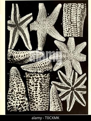 Les échinodermes asteroidea (1920) échinodermes asteroidea echinodermataast00khle Année : 1920 l'EXPÉDITION ANTARCTIQUE AUSTRALASIENNE. Série C. VOL. VIII, de la plaque 23. Banque D'Images