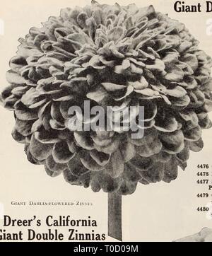 Dreer's garden book Henry Dreer's garden book / Henry A. Dreer. dreersgardenbook1931meer : Année SEEDSj THILAIIEliPfMl FLEURS FIABLE ?Giani Dahlia fleur Zinni Dreer's California Double géant Zinnias une forme particulière de ce grand vieux favori gratuitement et la floraison continue, qui produit des fleurs annuelles de taille colossale, des spécimens mesurant de 5 à 6 pouces à travers n'est pas inhabituelle. Les plantes sont des ex- trêmement habitude robuste, atteignant une hauteur d'environ 3 pieds, et devrait être donnée 18 à 24 cm entre chaque pour permettre le plein développement ; ils portent librement sur de longues tiges solides, de nombreuses Banque D'Images