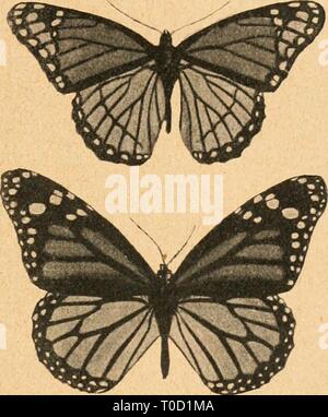 Einführung in die dans Vererbungswissenschaft Vererbungswissenschaft Einführung in die zwanzig dans Vorlesungen für studierende, ärzte, züchter einfhrungindi00gold Année : 1920 359 - ist der Nachweis von mimetische Weibchen, die nicht den mimetischen Mendelfaktoren durch ein oder Zwei sind unterschieden. Alles, a été être- kannt, ist aber Spricht die anderen, il s'en, fremde eine solche saurait eben- Erklärung zutrifft. Und wenn es für den unisexuell polymorphen Mimetismus zutrifft, donc haben wir allen Grund anzunehmen, dass es bei jedem Mimetismus der Fall ist. Das macht aber, wie im einzelne Punnett Banque D'Images