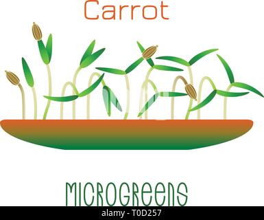 Microgreens carotte. Les graines germées dans un bol. La germination des graines d'une plante. Supplément de vitamines, de nourriture vegan Illustration de Vecteur