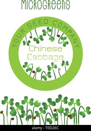 Microgreens chou chinois. La conception des emballages de semences, l'élément rond au centre. La germination des graines d'une plante. Supplément de vitamines, de nourriture vegan Illustration de Vecteur
