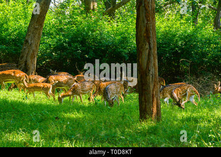 Troupeau de cerfs communs repèrés dans la verte forêt sauvage Banque D'Images