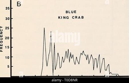 L'Est de la mer de Béring Durée de l'Est de la mer de Béring Tablette : océanographie et ressources / edited by Donald W. Hood et John A. Calder easternberingsea00hood Année : 1981 1052 biologie des pêches un 245 - rA . 210 - 175 - Crabe r i f 140 A h 1051 ^^ 70 I R W 35 , , , ,V 1-2 41-42 81-82 121-122 161-162 21-22 61-62 101-102 141-142 181-182 LONGUEUR DE CARAPACE (mm) Figure 61-12a. Fréquences de tailles de crabe royal rouge à partir de l'enquête de 1979. Le recrutement est la taille à environ 135 mm. KING Crabe bleu 21-22 61-62 101-102 141-142 181-182 41-42 81-82 121-122 161162 LONGUEUR DE CARAPACE(mm) Figure Banque D'Images