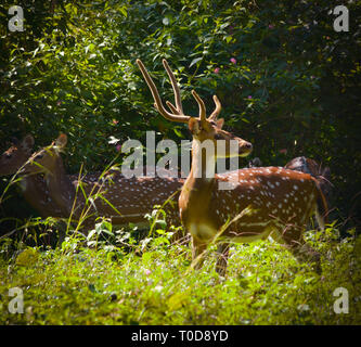 Troupeau de cerfs communs repèrés dans la verte forêt sauvage Banque D'Images