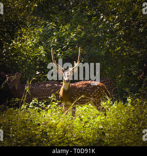 Troupeau de cerfs communs repèrés dans la verte forêt sauvage Banque D'Images