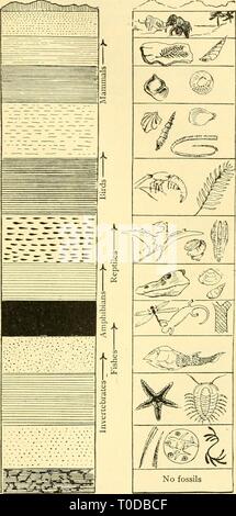 La biologie élémentaire ; une introduction à la biologie élémentaire ; une introduction à la science de la vie elementarybiolog00grue Année : 1924 Système époque quater- nary, Tertiaire ou Cénozoïque du Miocène Pliocène Creta- ceous f éocène, secondaire ou primaire, ou mésozoïque ^ - ! Pré-cambrienne paléozoïque Cambrien archaïque du Trias Jurassique ' '^ •» '  ! Le carbone du Permien Silurien Dévonien- iferous IMfan Univalves Mastodon (conifères angiospermes) (Tapir) Nummulites se répandent au (oiseaux) Univalve (paumes) moule perlière de bivalves Ammonites Crustacea Cycas crinoïde Crocodile reptiles ailés Gryphaea coquilles bivalves Insectes Lampe Amphibia Tr Banque D'Images