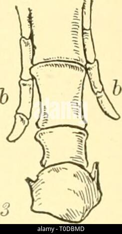 La biologie élémentaire ; une introduction à la biologie élémentaire ; une introduction à la science de la vie elementarybiolog00grue Année : 1924 Fig. 250. Les structures vestigiales, un appendice vermiforme, dans certains mammifères est réduite à une insignifiante bagatelle, comme dans l'homme, / ; alors que dans d'autres mammifères, comme dans une partie de la famille de rat, 2. il est capable de contenir une quantité considérable d'aliments dans le processus de digestion. Le cheval marche sur ses troisième orteil, j, les autres étant totalement absents ou représentés en partie par la réduction des attelles ',' b sont tout à fait inutile du point de vue de l'adaptation, mais qui ne sont jamais Banque D'Images