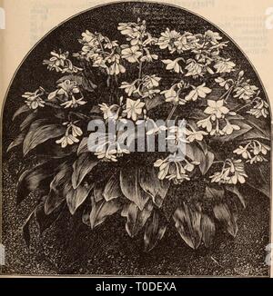 Dreer's Liste des prix de gros de gros Dreer Liste des prix / Henry A. Dreer. dreerswholesalep1912meer Année : EUCHARIS AMAZONICA DIEFFENBACHIA Ficus Pandurata. (L'usine de caoutchouc majestueux.) Une plante majestueuse, ses feuilles gigantesques sont irréguliers dans les grandes lignes, d'un vert profond, riche et crémeux avec veines blanches et de substance remarquable, permettant à la plante de s'épanouir au plus unfavor- conditions Chaque mesure 2 pieds de haut $2003 ' 3004 ' '. 400 grands spécimens, 5,00 $ à 7,50 $ chacun. Ficus Lutescens gui (fig). Intéressant en raison de sa fructification de qualités, ce roulement à chaque feuille une Banque D'Images