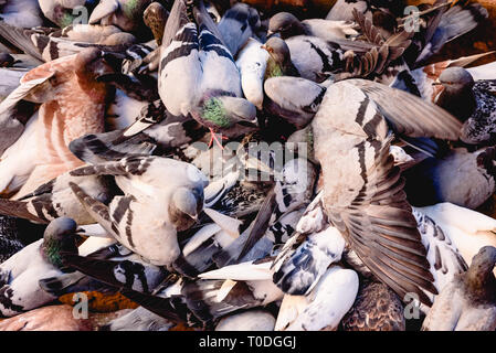 Groupe de pigeons picorant le sol indisciplinées. Banque D'Images