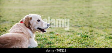 Closeup portrait of golden retriever couché dans l'herbe de l'arrière. Heureux animal background design de bannières. Chien jouant dans la pelouse du parc. Banque D'Images