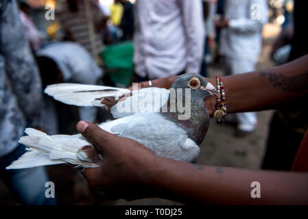 Contrôle de l'homme avant d'acheter, de pigeons pigeon market, Pune, Maharashtra, Inde, Asie Banque D'Images