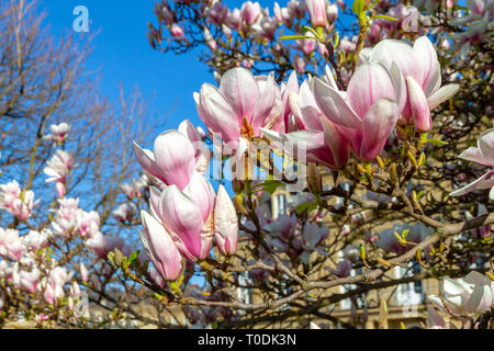 Magnolia blossom à Stuttgart, Allemagne Banque D'Images