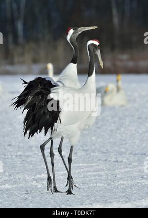 La danse des grues. Le rituel de la danse de mariage de grues. La grue à couronne rouge. Nom scientifique : Grus japonensis, également appelé la grue japonaise ou Manchu Banque D'Images
