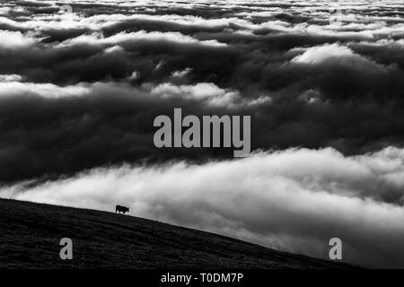 Vache sur une montagne sur une mer de brume au coucher du soleil Banque D'Images