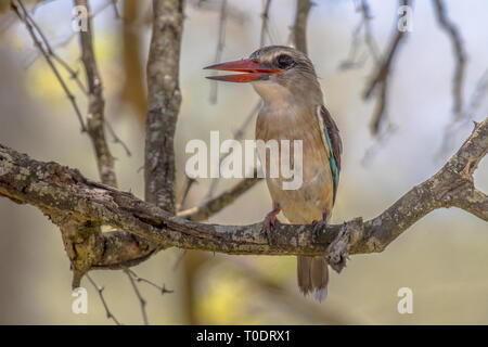 Brown-hooded Kingfisher (Halcyon albiventris) oiseau perché sur une branche à l'ombre de l'arbre dans le parc national Kruger en Afrique du Sud Banque D'Images