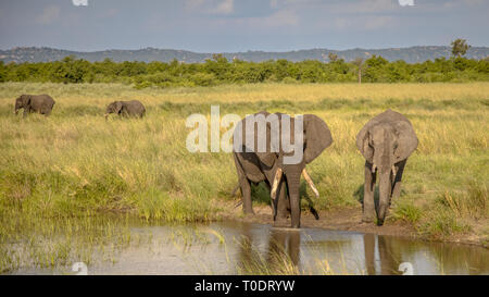 Les éléphants d'Afrique (Loxodonta africana) eau potable de Nshawudam avec réservoir plus d'éléphants dans le parc national Kruger en fond de l'Afrique du Sud Banque D'Images