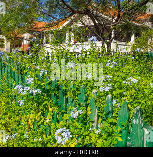 Plumbago auriculata plumbago bleu ou sur une croissance clôture en bois. Banque D'Images