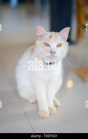 Beau chat blanc sur l'île tropicale de Koh Lanta en Thaïlande. La faune de l'Asie du sud est. Banque D'Images