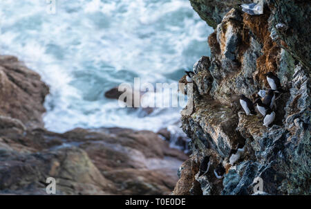 La vie dure sur le bord du monde. Colonie d'oiseaux marins (guillemots et pingouins) sur la falaise mur. Banque D'Images