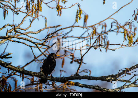 Blackbird percher sur une branche d'arbre. Banque D'Images