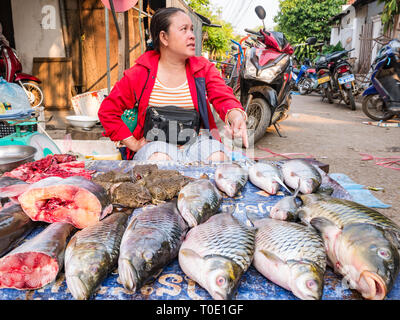 Femme vendant du poisson et des crapauds vivants at market stall, matin marché alimentaire de la rue, Luang Prabang, Laos, Asie Banque D'Images