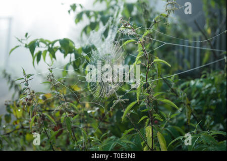 Araignée à gouttes de rosée dans l'herbe dans le Matin brumeux. Paysage rural.L'été. Banque D'Images