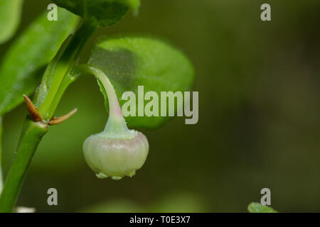 Close up shot micro d'un blåbar myrtile fruits sauvages de plus en plus fleurir. La Suède Banque D'Images