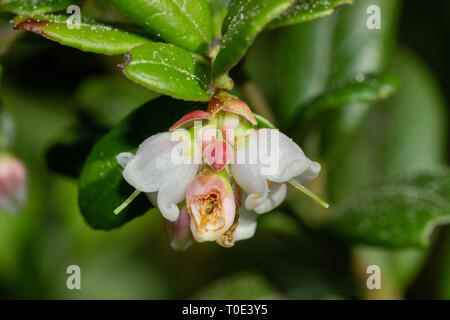 Libre plan macro sur Bilbery whimberry Billbery blossomms / croissant dans divers pays. La Suède Banque D'Images