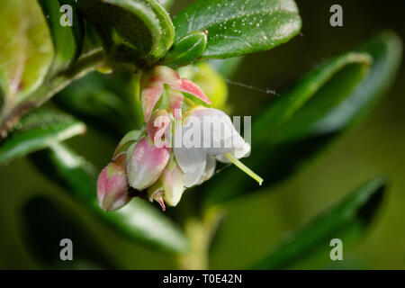 Libre plan macro sur Bilbery / Billbery whimberry ou blaeberry ou fleurs de floraison. La Suède Banque D'Images