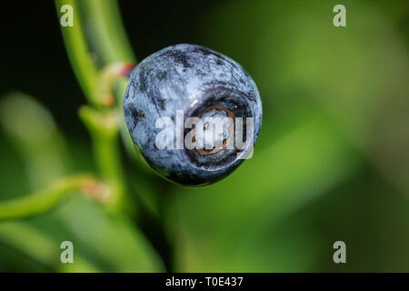 Closeup macro shot de forêt sauvage comestible frais Bilbery / Billbery whimberry ou blaeberry ou dans différents pays. La Suède Banque D'Images