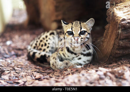 Le margay Leopardus wiedii () est un petit chat sauvage originaire d'Amérique centrale et du Sud. Un solitaire et cat nocturne, vit principalement dans evergreen primaire Banque D'Images