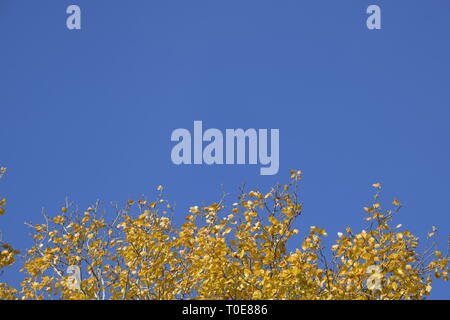 Peuplier argenté en automne peinture contre le ciel bleu. Feuilles jaune Banque D'Images