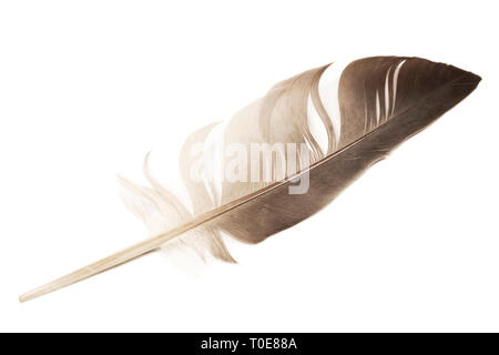 Seul feather isolated on white Banque D'Images