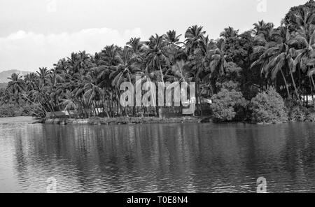 Paysage naturel composé de palmiers le long de l'eau dormante dans village côtier du sud de l'Inde, en noir et blanc,une géographie typique de l'Asie du Sud Banque D'Images