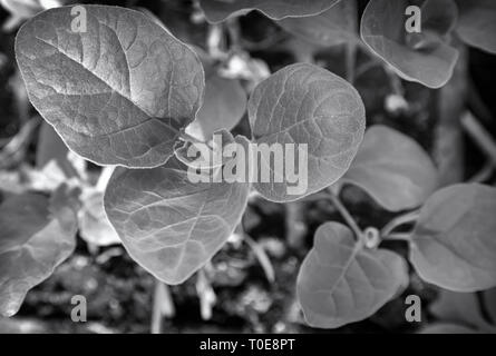 Dans la serre, les semis de jeunes plants d'aubergines sont cultivés. La vue du sommet. Image en noir et blanc. Banque D'Images