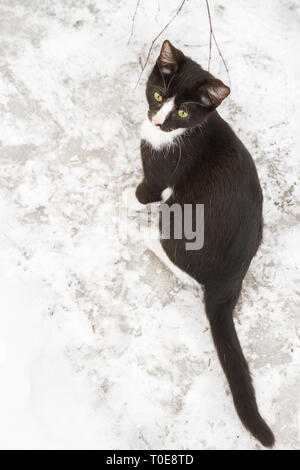 Jeune chat noir et blanc marche sur la rue en hiver sur la neige blanche Banque D'Images