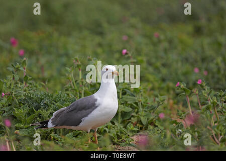 Une moindre goéland noir,Larus fuscus.reposant sur l'île de Skomer. Banque D'Images