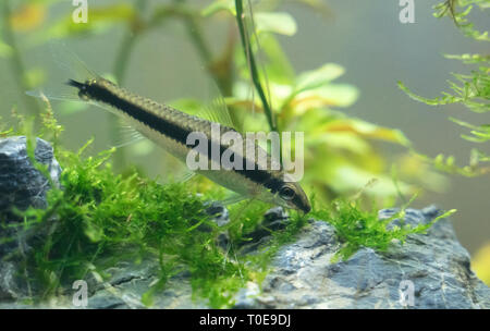 Mangeur d'algues siamois dans l'aquarium d'eau douce. Crossocheilus oblongus. Banque D'Images